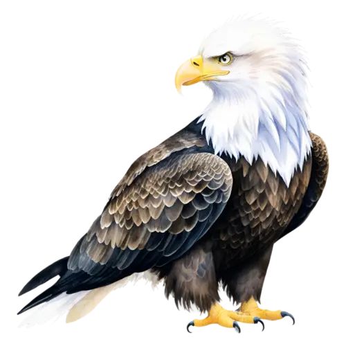 Eagle young bird perched, mottled brown and white plumage, powerful raptors with hooked beaks, watercolor painting, transparent background