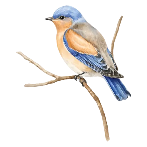 Eastern Bluebird perched on a branch in side profile, deep blue upperparts and a warm rusty-orange breast, watercolor painting, transparent background