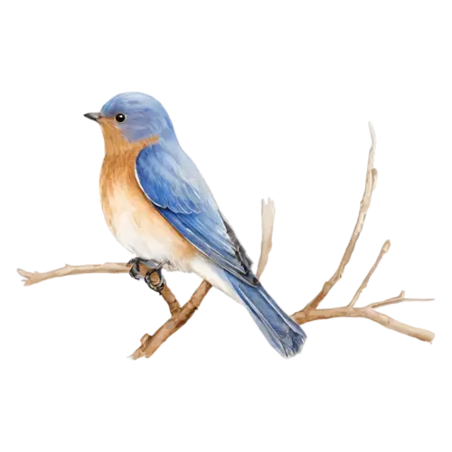 Eastern Bluebird on a leafy twig, deep blue upperparts and a warm rusty-orange breast, watercolor painting, transparent background
