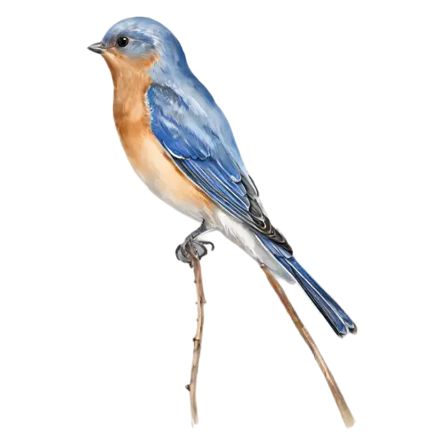 Eastern Bluebird perched upright on a branch, deep blue upperparts and a warm rusty-orange breast, watercolor painting, transparent background