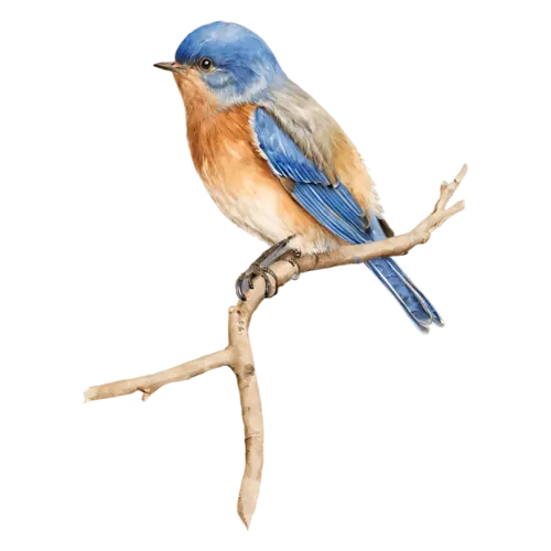 Eastern Bluebird on a branch showing fine feather detail, deep blue upperparts and a warm rusty-orange breast, watercolor painting, transparent background