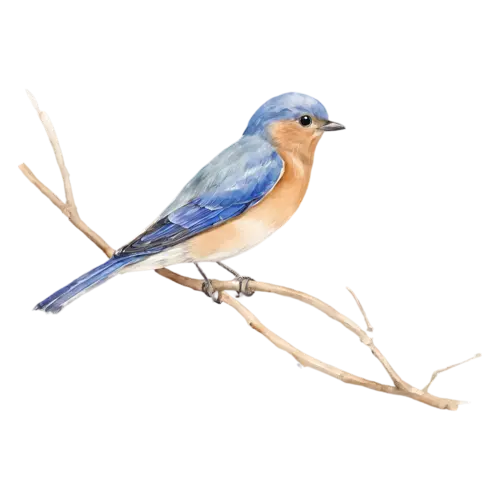 Eastern Bluebird on a budding branch in three-quarter view, deep blue upperparts and a warm rusty-orange breast, watercolor painting, transparent background