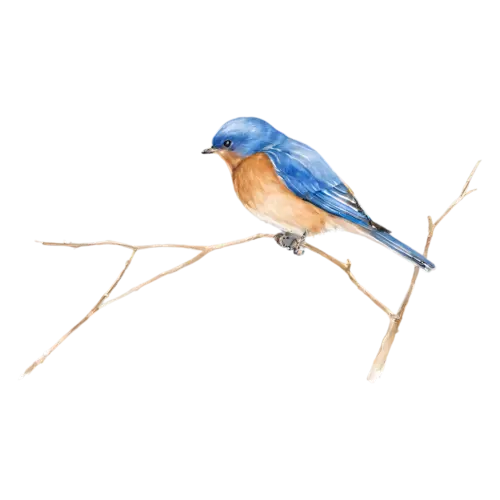 Eastern Bluebird on a branch painted in soft watercolor washes, deep blue upperparts and a warm rusty-orange breast, watercolor painting, transparent background