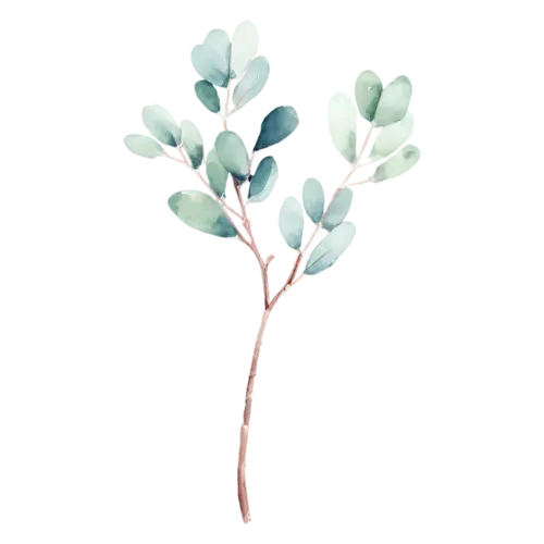 Eucalyptus silver dollar variety with round silver-green leaves, slender stems of round and oval silver-green leaves with soft dusty-blue tones, watercolor painting, transparent background