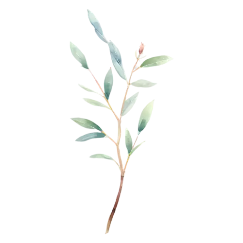 Eucalyptus seeded variety with small round buds along the stem, slender stems of round and oval silver-green leaves with soft dusty-blue tones, watercolor painting, transparent background