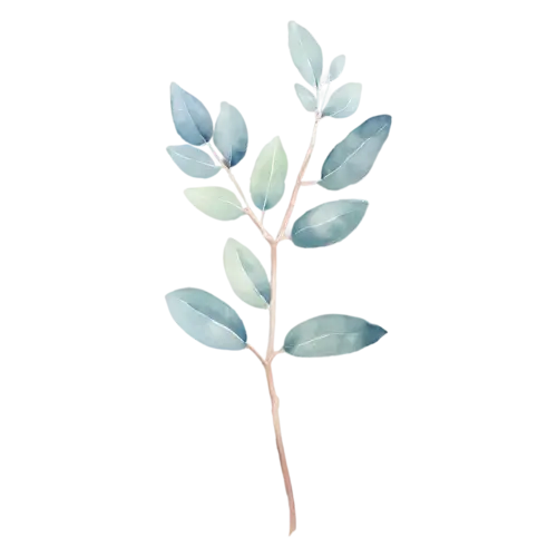 Eucalyptus willow variety with long slender leaves, slender stems of round and oval silver-green leaves with soft dusty-blue tones, watercolor painting, transparent background