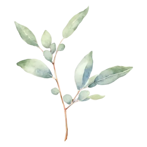 Eucalyptus baby blue variety with soft dusty-blue leaves, slender stems of round and oval silver-green leaves with soft dusty-blue tones, watercolor painting, transparent background