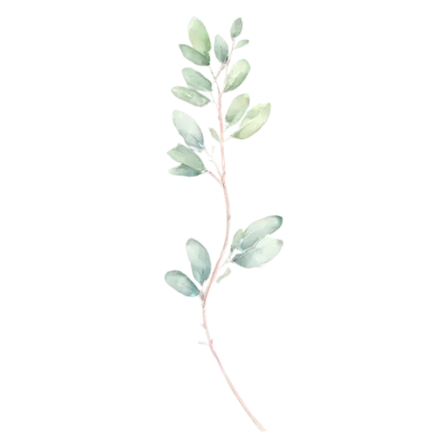 Eucalyptus gunnii variety with small rounded leaves, slender stems of round and oval silver-green leaves with soft dusty-blue tones, watercolor painting, transparent background
