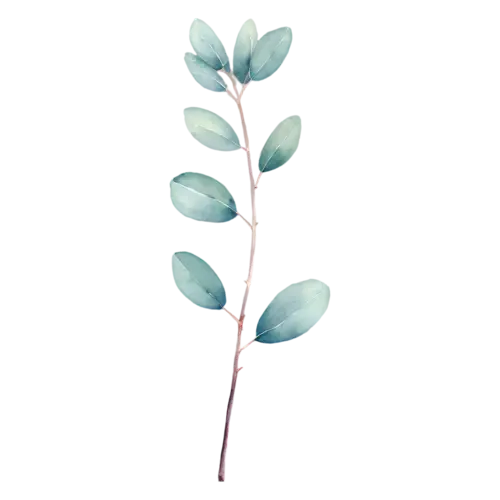 Eucalyptus single stem curving gently to one side, slender stems of round and oval silver-green leaves with soft dusty-blue tones, watercolor painting, transparent background