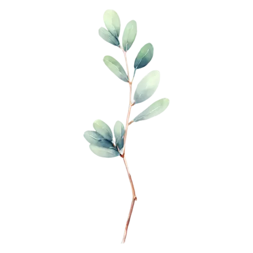 Eucalyptus true blue variety with oval blue-green leaves, slender stems of round and oval silver-green leaves with soft dusty-blue tones, watercolor painting, transparent background