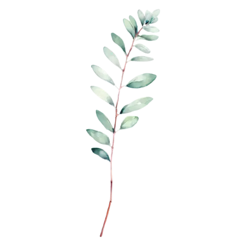 Eucalyptus short sprig with a cluster of round leaves, slender stems of round and oval silver-green leaves with soft dusty-blue tones, watercolor painting, transparent background