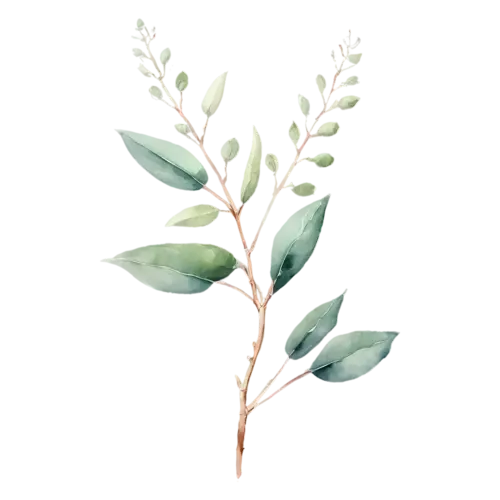 Eucalyptus long trailing stem with paired leaves, slender stems of round and oval silver-green leaves with soft dusty-blue tones, watercolor painting, transparent background