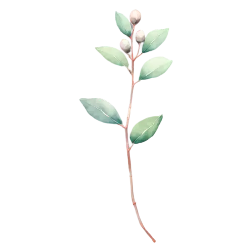 Eucalyptus delicate sprig with small leaves and buds, slender stems of round and oval silver-green leaves with soft dusty-blue tones, watercolor painting, transparent background