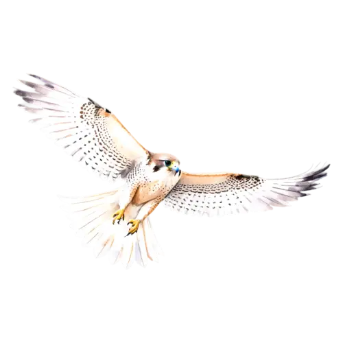 Falcon perched on a gloved hand, swift, watercolor painting, transparent background