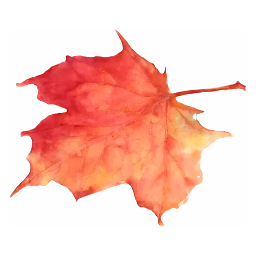 Fall Leaf from a sugar maple in red and orange, single autumn leaves with fine painted veins, watercolor painting, transparent background