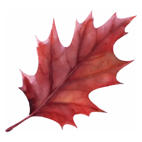 Fall Leaf from a red oak in rust and burgundy with pointed lobes, single autumn leaves with fine painted veins, watercolor painting, transparent background