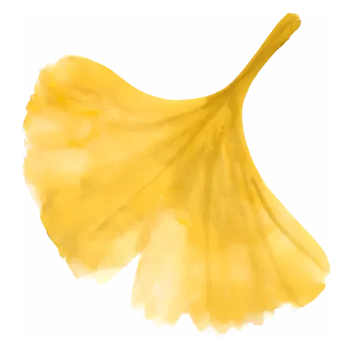 Fall Leaf from a ginkgo tree, fan-shaped, in golden yellow, single autumn leaves with fine painted veins, watercolor painting, transparent background