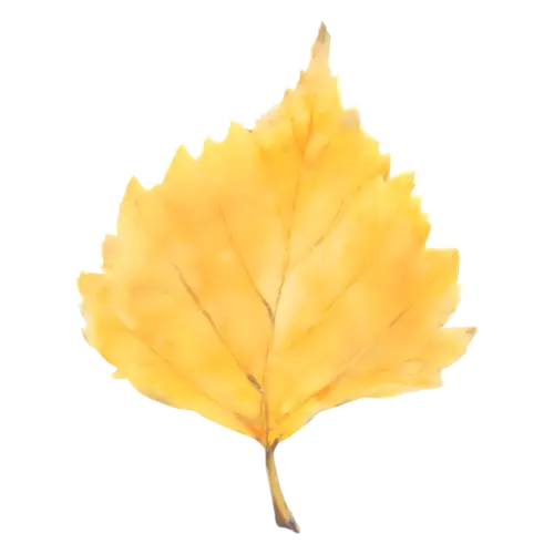 Fall Leaf from a birch tree in buttery yellow with serrated edges, single autumn leaves with fine painted veins, watercolor painting, transparent background