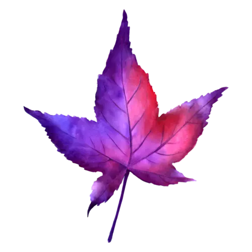Fall Leaf from a sweetgum tree, star-shaped, in purple and crimson, single autumn leaves with fine painted veins, watercolor painting, transparent background