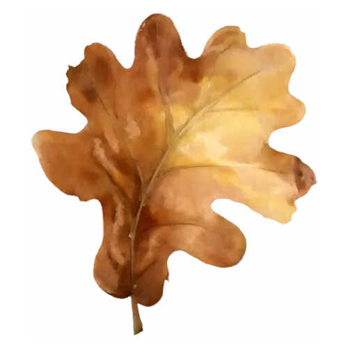 Fall Leaf from a white oak in brown and ochre with rounded lobes, single autumn leaves with fine painted veins, watercolor painting, transparent background