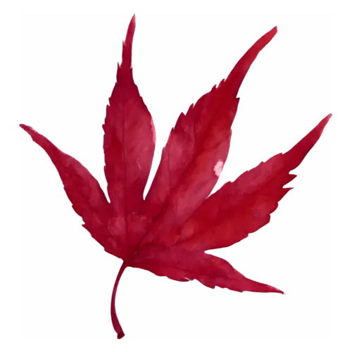 Fall Leaf from a Japanese maple in deep scarlet with slender points, single autumn leaves with fine painted veins, watercolor painting, transparent background