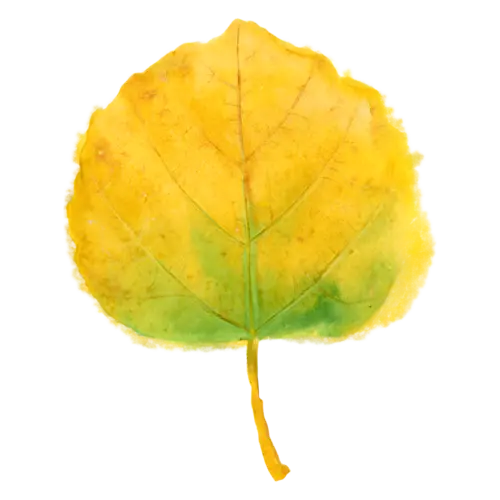 Fall Leaf from an aspen tree, round, in gold with a green blush, single autumn leaves with fine painted veins, watercolor painting, transparent background