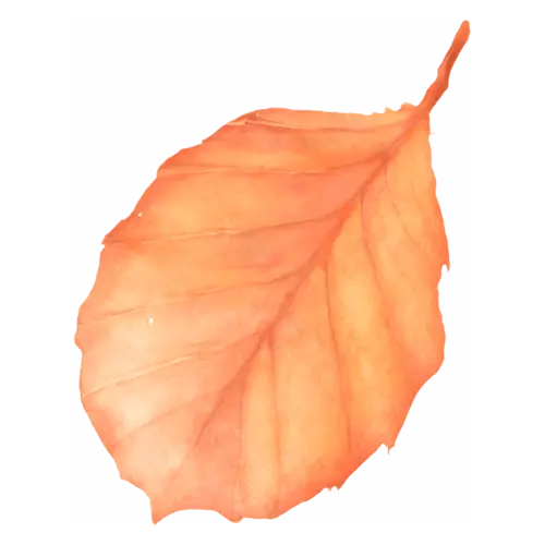 Fall Leaf from a beech tree in copper orange, single autumn leaves with fine painted veins, watercolor painting, transparent background