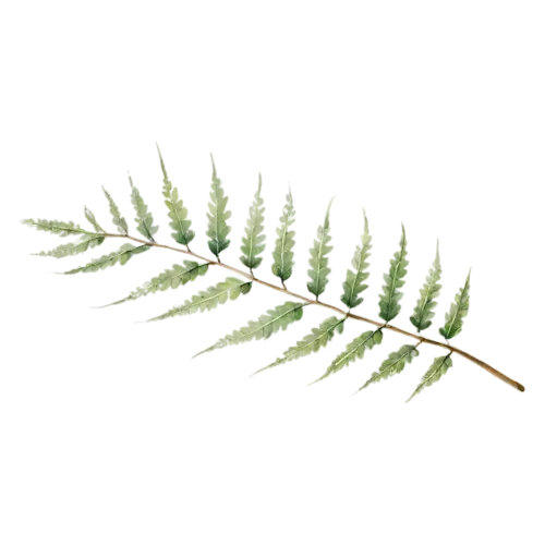 Fern boston variety with arching feathery leaflets, feathery fronds of finely divided leaflets in fresh and deep greens, watercolor painting, transparent background
