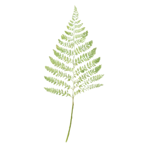 Fern maidenhair variety with delicate fan-shaped leaflets, feathery fronds of finely divided leaflets in fresh and deep greens, watercolor painting, transparent background