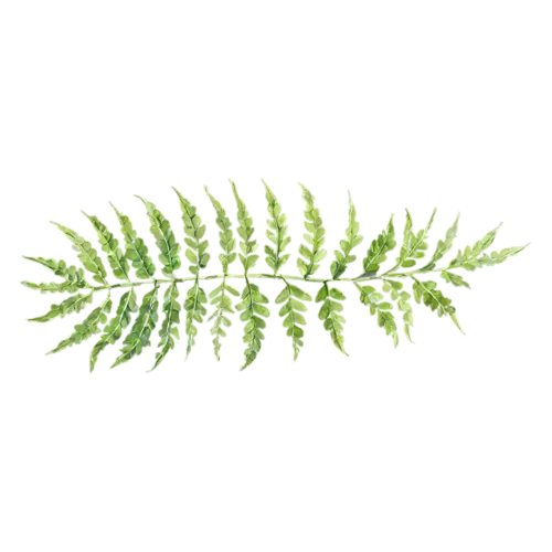 Fern lady-fern variety with finely divided leaflets, feathery fronds of finely divided leaflets in fresh and deep greens, watercolor painting, transparent background