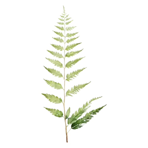 Fern ostrich variety, tall and feathery, feathery fronds of finely divided leaflets in fresh and deep greens, watercolor painting, transparent background