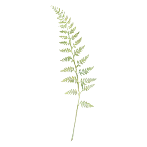 Fern asparagus-fern variety with soft needle-like foliage, feathery fronds of finely divided leaflets in fresh and deep greens, watercolor painting, transparent background