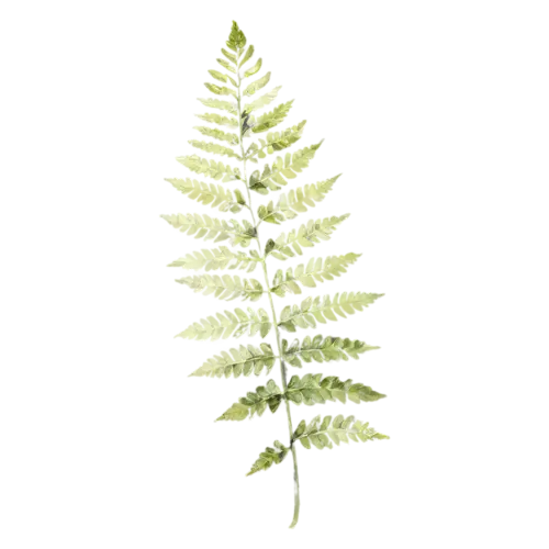 Fern as a single curling fiddlehead, feathery fronds of finely divided leaflets in fresh and deep greens, watercolor painting, transparent background