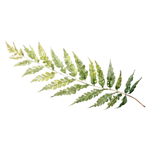 Fern sword variety with narrow upright leaflets, feathery fronds of finely divided leaflets in fresh and deep greens, watercolor painting, transparent background