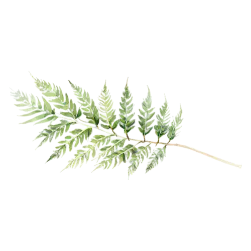 Fern leatherleaf variety with glossy divided leaves, feathery fronds of finely divided leaflets in fresh and deep greens, watercolor painting, transparent background