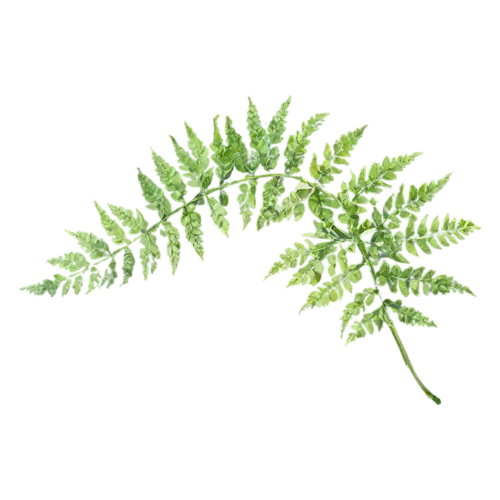 Fern silver-lace variety with airy divided leaflets, feathery fronds of finely divided leaflets in fresh and deep greens, watercolor painting, transparent background