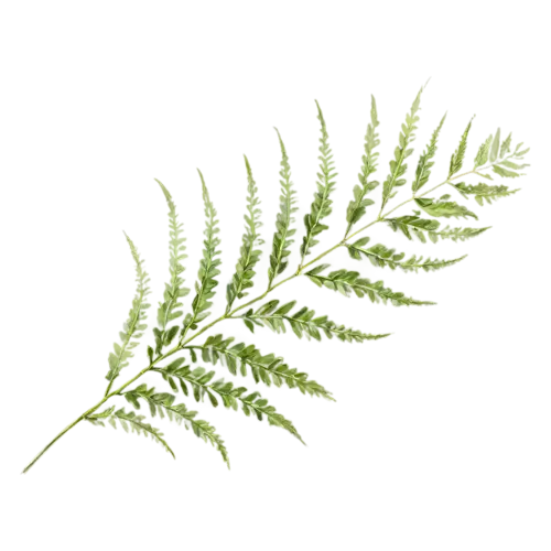 Fern bracken variety with broad triangular leaves, feathery fronds of finely divided leaflets in fresh and deep greens, watercolor painting, transparent background