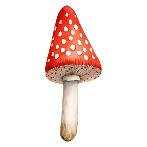 Fly Agaric with a classic red cap and white spots, a bright red cap dotted with white flecks above a ringed white stem, watercolor painting, transparent background