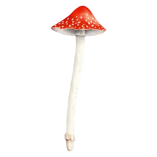 Fly Agaric with a tall white stem and domed scarlet cap, a bright red cap dotted with white flecks above a ringed white stem, watercolor painting, transparent background