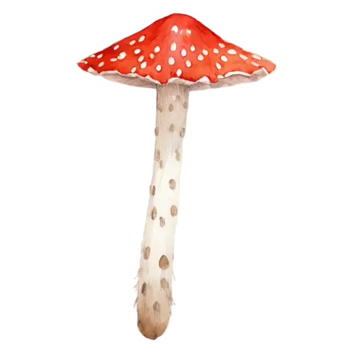Fly Agaric with a flat open red cap and ringed stem, a bright red cap dotted with white flecks above a ringed white stem, watercolor painting, transparent background