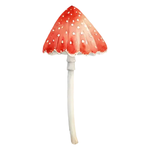 Fly Agaric with an orange-red cap and white flecks, a bright red cap dotted with white flecks above a ringed white stem, watercolor painting, transparent background