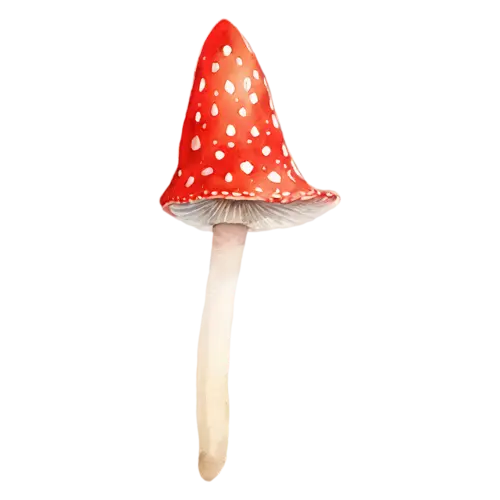 Fly Agaric with a glossy red cap and white warts, a bright red cap dotted with white flecks above a ringed white stem, watercolor painting, transparent background