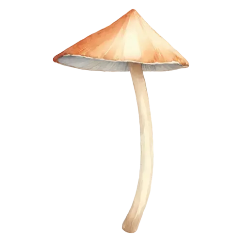 Forest Mushroom with a brown bell-shaped cap, earthy brown and tan caps on slender pale stems in a soft woodland palette, watercolor painting, transparent background