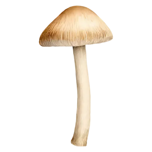 Forest Mushroom with a flat parasol cap and slender stem, earthy brown and tan caps on slender pale stems in a soft woodland palette, watercolor painting, transparent background