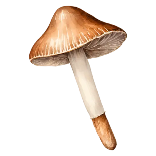 Forest Mushroom with a domed beige cap and pale gills, earthy brown and tan caps on slender pale stems in a soft woodland palette, watercolor painting, transparent background