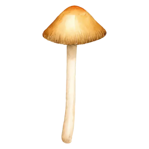 Forest Mushroom with a wavy chestnut-brown cap, earthy brown and tan caps on slender pale stems in a soft woodland palette, watercolor painting, transparent background