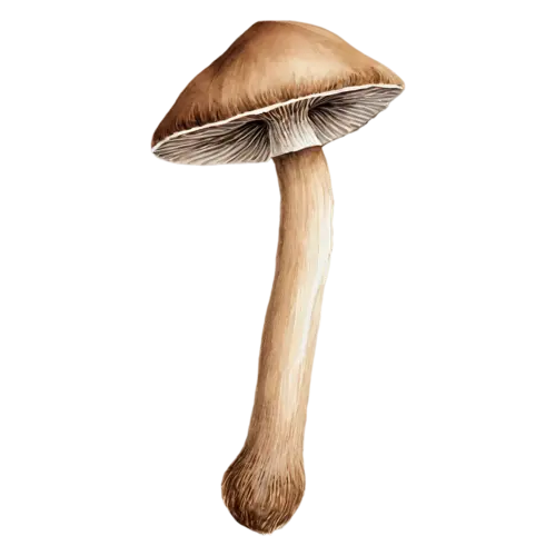 Forest Mushroom with a small ochre cap on a thin stem, earthy brown and tan caps on slender pale stems in a soft woodland palette, watercolor painting, transparent background