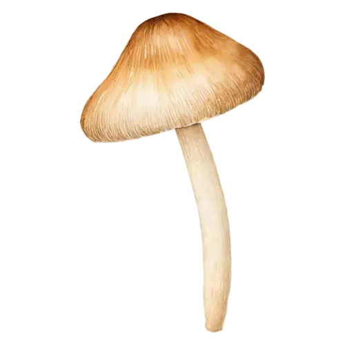Forest Mushroom with a honey-brown cap and curved stem, earthy brown and tan caps on slender pale stems in a soft woodland palette, watercolor painting, transparent background