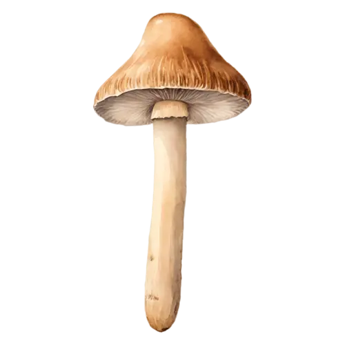 Forest Mushroom with a speckled grey-brown cap, earthy brown and tan caps on slender pale stems in a soft woodland palette, watercolor painting, transparent background