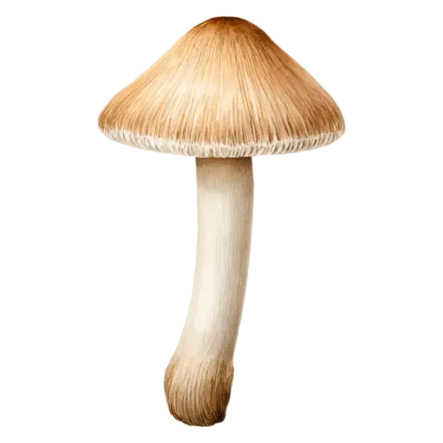 Forest Mushroom with a tall trumpet-shaped tan cap, earthy brown and tan caps on slender pale stems in a soft woodland palette, watercolor painting, transparent background